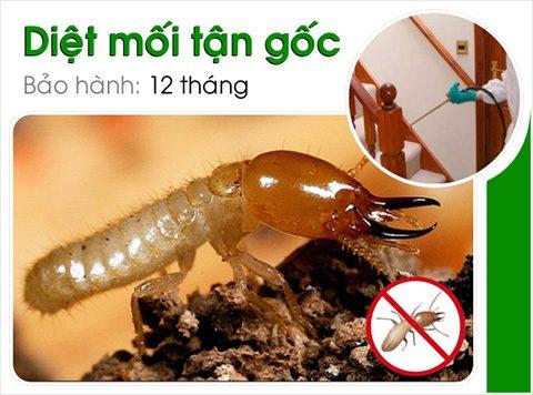 Dịch vụ diệt mối tận gốc