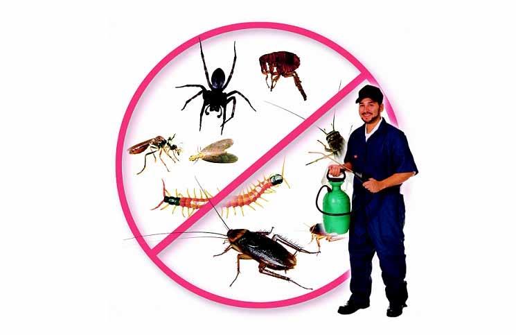 DIỆT RUỒI, MUỖI, KIẾN GIÁN, CHUỘT